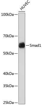 [KO Validated] Smad1 Rabbit monoclonal antibody