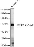Western blot - Integrin-β1/CD29 Rabbit mAb (A23497)