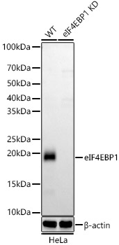 [KD Validated] eIF4EBP1 Rabbit monoclonal antibody