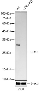 [KO Validated] CDK5 Rabbit monoclonal antibody
