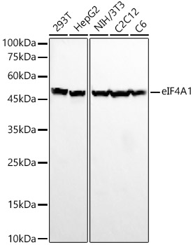 eIF4A1 Rabbit monoclonal antibody