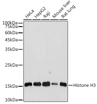Histone H3 Rabbit polyclonal antibody
