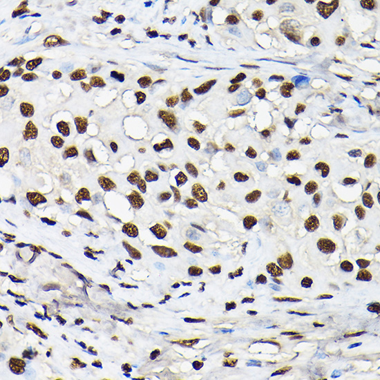 Histone H3 Rabbit polyclonal antibody