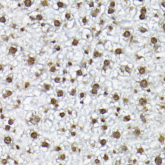 Histone H3 Rabbit polyclonal antibody