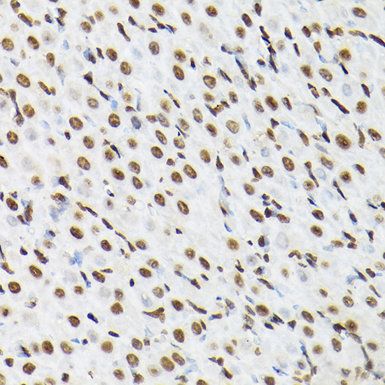Histone H3 Rabbit polyclonal antibody