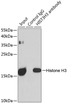 Histone H3 Rabbit polyclonal antibody