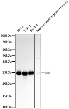 Western blot analysis of various lysates, using [KD Validated] Bak Rabbit mAb (A23523) at 1:2000 dilution.<br/>Secondary antibody: HRP-conjugated Goat anti-Rabbit IgG (H+L) (AS014) at 1:10000 dilution.<br/>Lysates/proteins: 25μg per lane.<br/>Blocking buffer: 3% nonfat dry milk in TBST.<br/>Detection: ECL Basic Kit (RM00020).<br/>Exposure time: 10s.