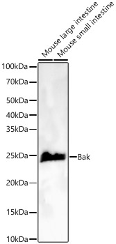 Bak Rabbit monoclonal antibody