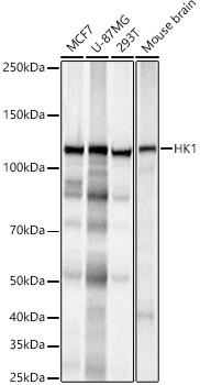 HK1 Rabbit monoclonal antibody