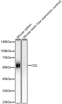 CD2 Rabbit monoclonal antibody