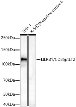 LILRB1/CD85j/ILT2 Rabbit monoclonal antibody