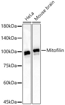 Mitofilin Rabbit monoclonal antibody
