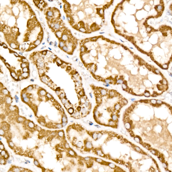 Mitofilin Rabbit monoclonal antibody