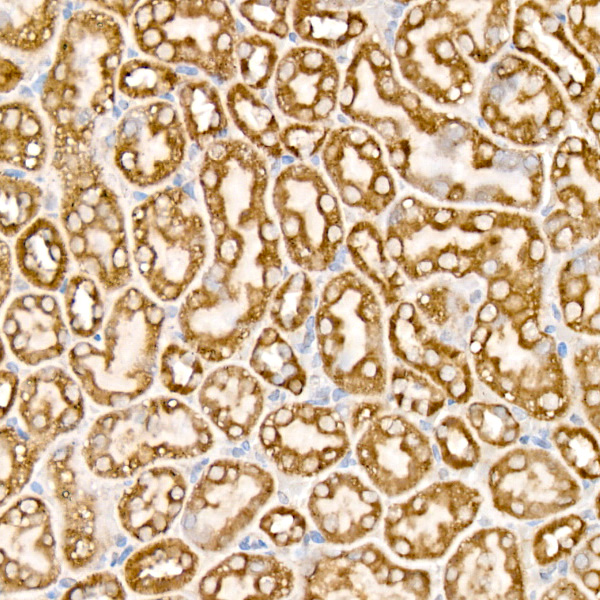 Mitofilin Rabbit monoclonal antibody
