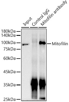 Mitofilin Rabbit monoclonal antibody
