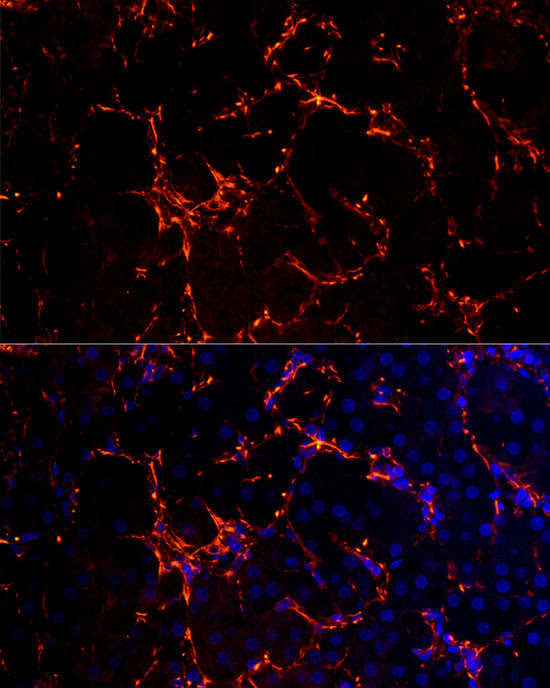 Proenkephalin-A Rabbit monoclonal antibody