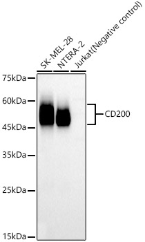 CD200 Rabbit monoclonal antibody
