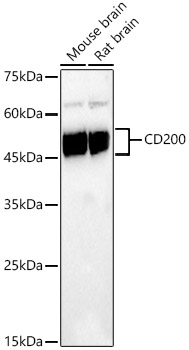 CD200 Rabbit monoclonal antibody