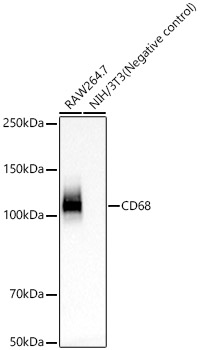 CD68 Rabbit monoclonal antibody