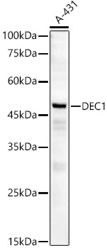 [KD Validated] DEC1 Rabbit monoclonal antibody