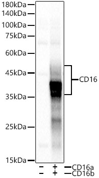 CD16 Rabbit monoclonal antibody