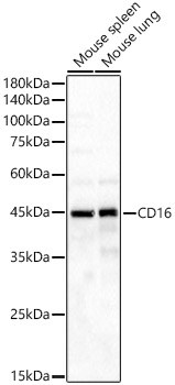 CD16 Rabbit monoclonal antibody