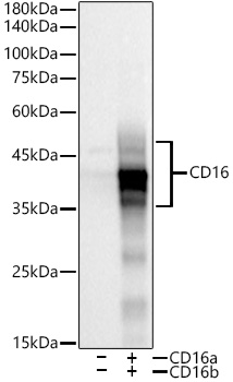 CD16 Rabbit monoclonal antibody
