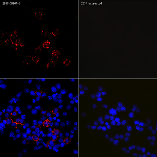 CD16 Rabbit monoclonal antibody