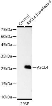 ASCL4 Rabbit monoclonal antibody