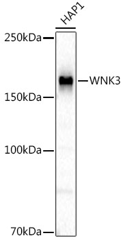 WNK3 Rabbit monoclonal antibody