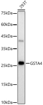 GSTA4 Rabbit monoclonal antibody