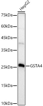 GSTA4 Rabbit monoclonal antibody