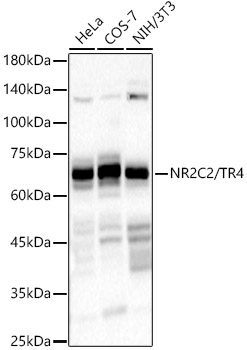 NR2C2 / TR4 Rabbit monoclonal antibody