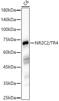 NR2C2 / TR4 Rabbit monoclonal antibody
