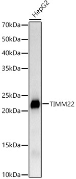 TIMM22 Rabbit monoclonal antibody