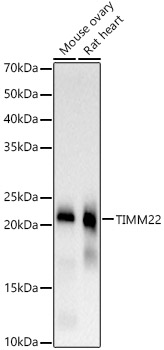 TIMM22 Rabbit monoclonal antibody