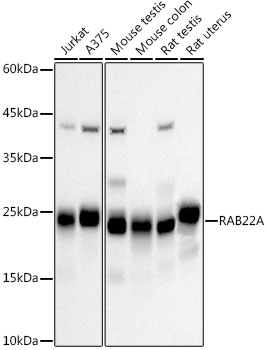 RAB22A Rabbit monoclonal antibody