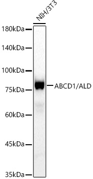 ABCD1 / ALD Rabbit monoclonal antibody