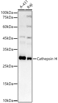 Cathepsin H Rabbit monoclonal antibody