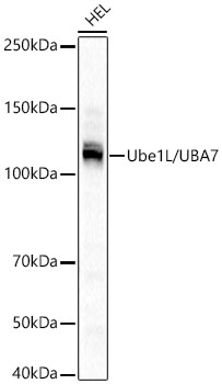 Ube1L / UBA7 Rabbit monoclonal antibody