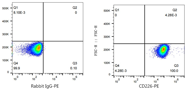 PE Rabbit anti-Human CD226/DNAM-1 monoclonal antibody