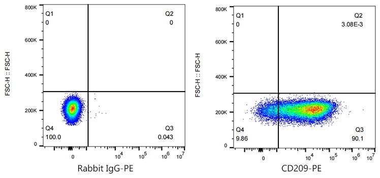 PE Rabbit anti-Human CD209/DC-SIGN monoclonal antibody