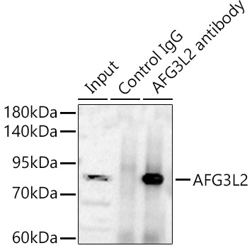 AFG3L2 Rabbit polyclonal antibody