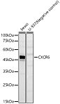 Western blot - CXCR6 Rabbit pAb (A23646)