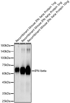 IFN-beta Rabbit polyclonal antibody