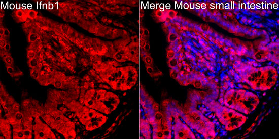 IFN-beta Rabbit polyclonal antibody