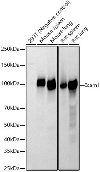Icam1 Rabbit polyclonal antibody