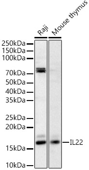 IL22 Rabbit polyclonal antibody