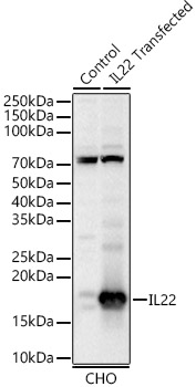 IL22 Rabbit polyclonal antibody