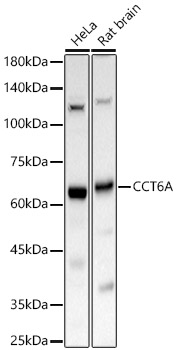 CCT6A Rabbit polyclonal antibody
